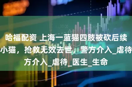 哈福配资 上海一蓝猫四肢被砍后续，肚里还有小猫，抢救无效去世，警方介入_虐待_医生_生命