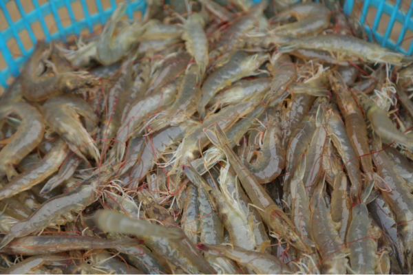 正中优配 好玩又好吃！ 8月8日，来江门新会看这场钓虾竞技！