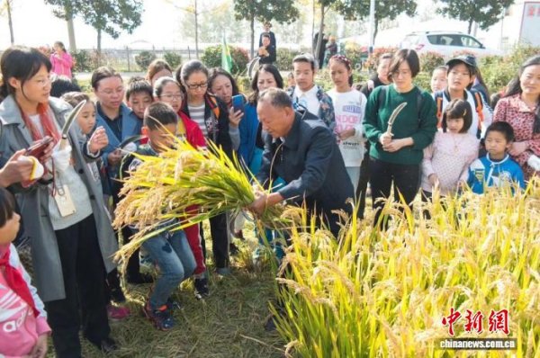 融可赢配 江苏黄金村蝶变解码：“一度电”赋能“一粒米”撬动乡村振兴